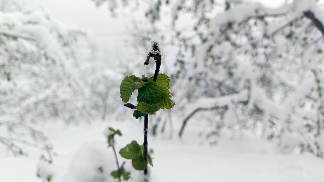 Tarımda tarihin en büyük felaketi yaşanıyor! Meyve, sebze fiyatlarında rekor artış yaşanacak 12